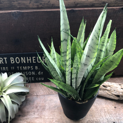 希少♡シルバープリンセス♡サンスベリア♡空気清浄の観葉植物 アート