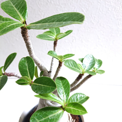 ●数量限定●新作●　希少　砂漠のバラ　”アデニウム・アラビカム　 鉢/受け皿セット”　観葉植物　塊根植物　インテリア 6枚目の画像