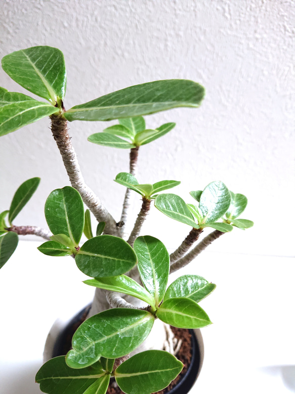 ●数量限定●新作●　希少　砂漠のバラ　”アデニウム・アラビカム　 鉢/受け皿セット”　観葉植物　塊根植物　インテリア 6枚目の画像