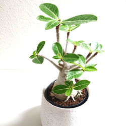 ●数量限定●新作●　希少　砂漠のバラ　”アデニウム・アラビカム　 鉢/受け皿セット”　観葉植物　塊根植物　インテリア 5枚目の画像