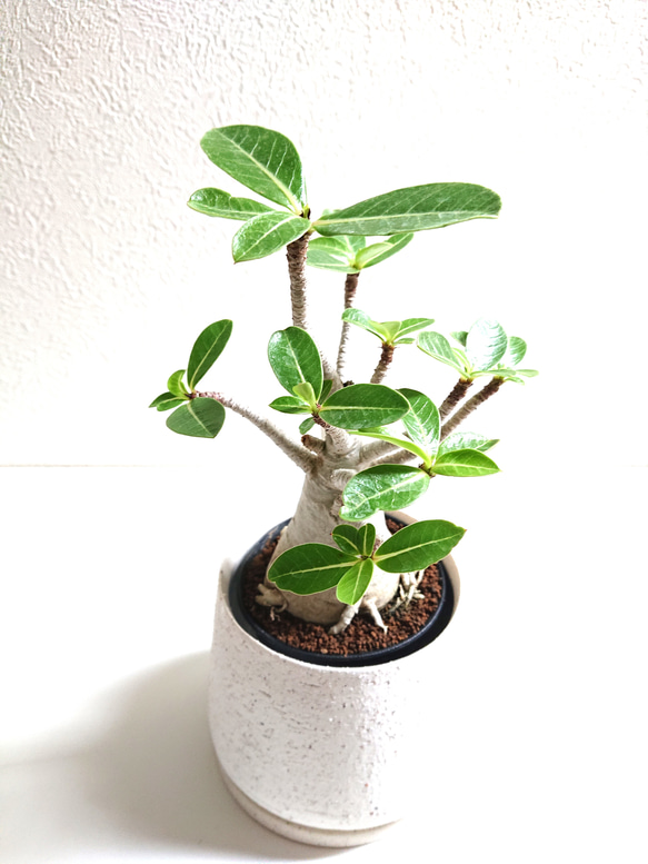 ●数量限定●新作●　希少　砂漠のバラ　”アデニウム・アラビカム　 鉢/受け皿セット”　観葉植物　塊根植物　インテリア 5枚目の画像