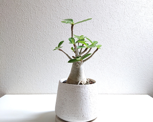 ○数量限定○新作○ 希少 砂漠のバラ ”アデニウム・アラビカム 鉢