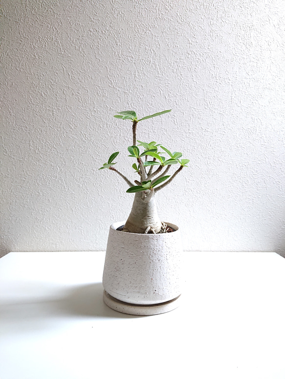 ●数量限定●新作●　希少　砂漠のバラ　”アデニウム・アラビカム　 鉢/受け皿セット”　観葉植物　塊根植物　インテリア 1枚目の画像