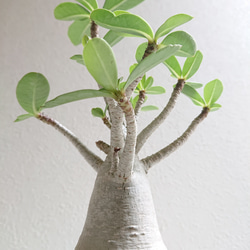 ●数量限定●新作●　希少　砂漠のバラ　”アデニウム・アラビカム　 鉢/受け皿セット”　観葉植物　塊根植物　インテリア 2枚目の画像