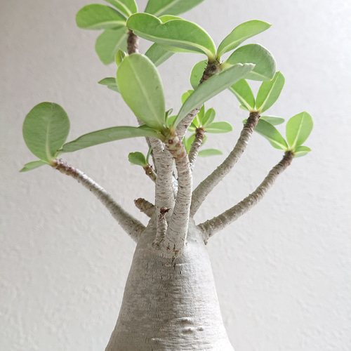 【大株】【実生株】アデニウム・アラビカム　砂漠の薔薇 Amazon｜アデニウム アラビカム 砂漠のバラ 天空のバラ 太い幹