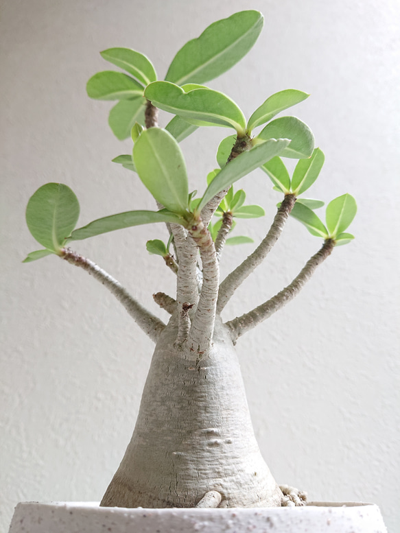 ●数量限定●新作●　希少　砂漠のバラ　”アデニウム・アラビカム　 鉢/受け皿セット”　観葉植物　塊根植物　インテリア 2枚目の画像