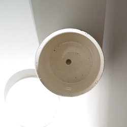 ●数量限定●新作●　希少　砂漠のバラ　”アデニウム・アラビカム　 鉢/受け皿セット”　観葉植物　塊根植物　インテリア 11枚目の画像