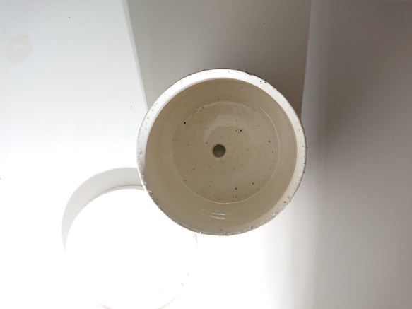 ●数量限定●新作●　希少　砂漠のバラ　”アデニウム・アラビカム　 鉢/受け皿セット”　観葉植物　塊根植物　インテリア 11枚目の画像