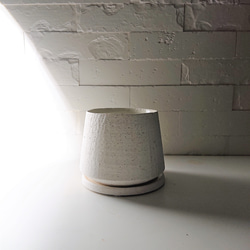 ●数量限定●新作●　希少　砂漠のバラ　”アデニウム・アラビカム　 鉢/受け皿セット”　観葉植物　塊根植物　インテリア 8枚目の画像