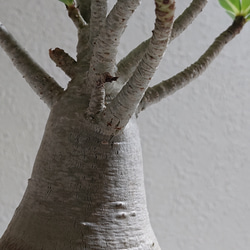 ●数量限定●新作●　希少　砂漠のバラ　”アデニウム・アラビカム　 鉢/受け皿セット”　観葉植物　塊根植物　インテリア 4枚目の画像