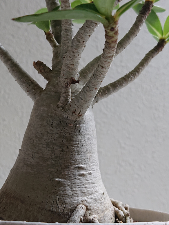 ●数量限定●新作●　希少　砂漠のバラ　”アデニウム・アラビカム　 鉢/受け皿セット”　観葉植物　塊根植物　インテリア 4枚目の画像