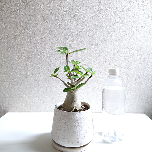 ○数量限定○新作○ 希少 砂漠のバラ ”アデニウム・アラビカム 鉢