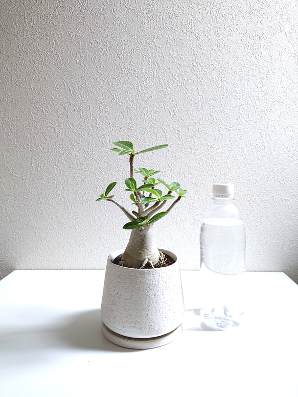 ●数量限定●新作●　希少　砂漠のバラ　”アデニウム・アラビカム　 鉢/受け皿セット”　観葉植物　塊根植物　インテリア 7枚目の画像