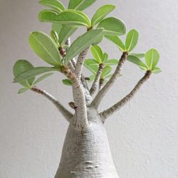 ●数量限定●新作●　希少　砂漠のバラ　”アデニウム・アラビカム　 鉢/受け皿セット”　観葉植物　塊根植物　インテリア 3枚目の画像