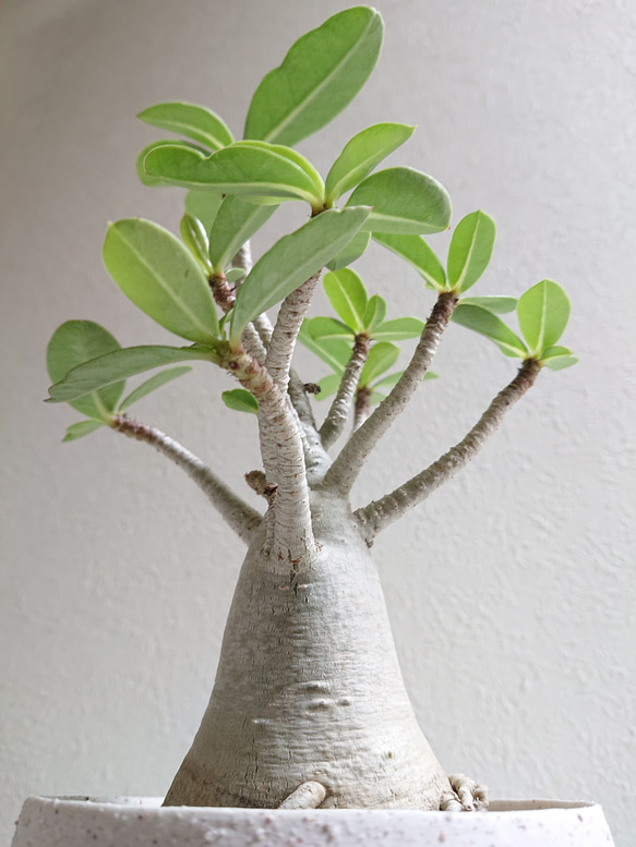 ●数量限定●新作●　希少　砂漠のバラ　”アデニウム・アラビカム　 鉢/受け皿セット”　観葉植物　塊根植物　インテリア 3枚目の画像