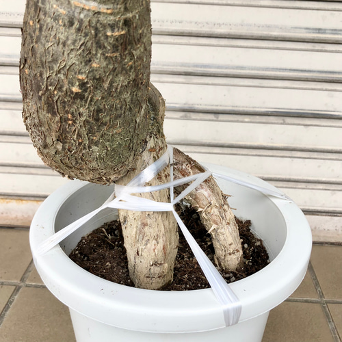 実生 パキラ 面白い樹形 その他インテリア雑貨 PLANTS SHOP 実生 パキラ 面白い樹形 その他インテリア雑貨 PLANTS SHOP