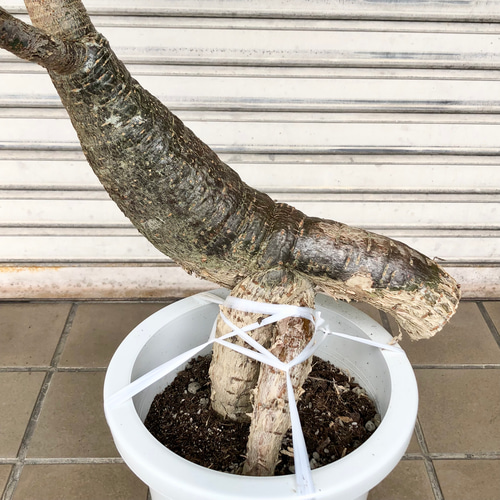 実生 パキラ 面白い樹形 その他インテリア雑貨 PLANTS SHOP 実生 パキラ 面白い樹形 その他インテリア雑貨 PLANTS SHOP