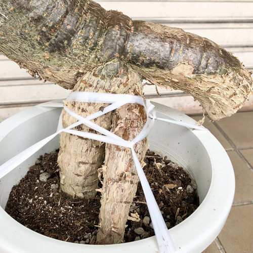 実生 パキラ 面白い樹形 その他インテリア雑貨 PLANTS SHOP OLIVE 通販