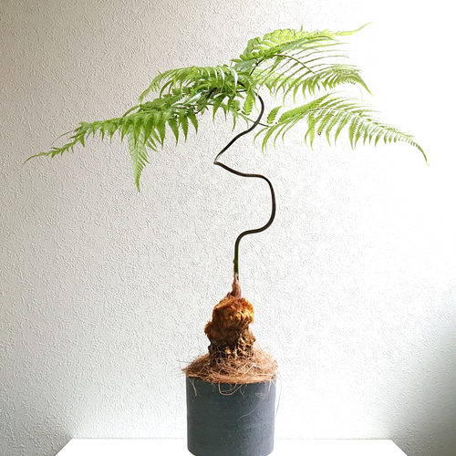 ○限定2点○新作○とても希少な幸せの木 ”ゴールデキンモンキー