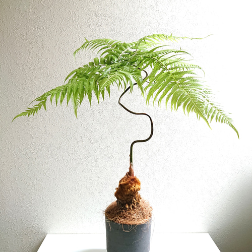 ○限定2点○新作○とても希少な幸せの木 ”ゴールデキンモンキー