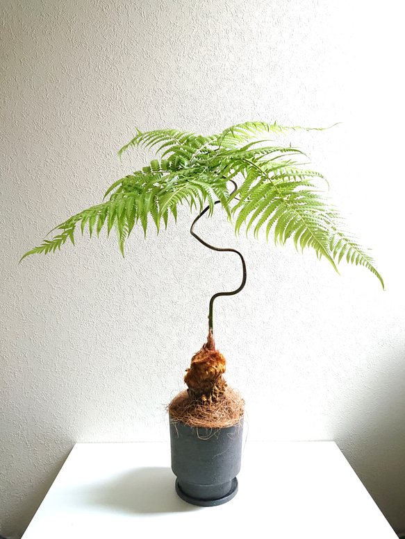 ○限定2点○新作○とても希少な幸せの木 ”ゴールデキンモンキー