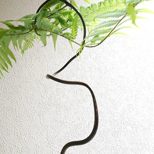 楽天市場】観葉植物 ゴールデンモンキーの通販