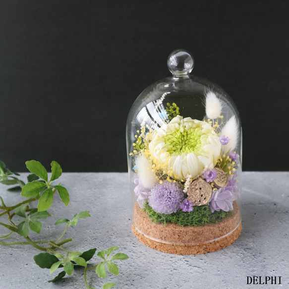 大輪の菊の花 額縁 日本の花＿大輪の菊3種 |