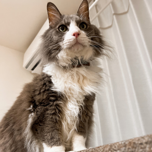 猫ちゃんのかぎ編み首輪（トゲトゲ） リード・首輪 amy 通販 17998603