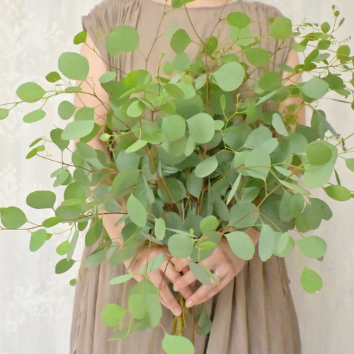 ✾ ユーカリ ポポラスベリー ✾ ポポラス フレッシュ ✾ ユーカリポポラス フレッシュ30〜45センチ10本 その他インテリア雑貨