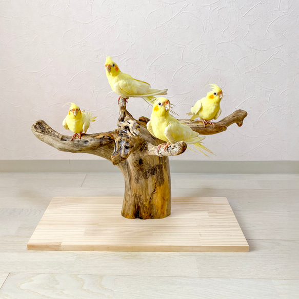 【流木の止まり木】希少 ブランチウッドの存在感ある枝ぶり　中型インコ、ヨウム、オウム 、フクロウ、大型インコにも！ 1枚目の画像