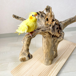 【流木の止まり木】希少 ブランチウッドの存在感ある枝ぶり　中型インコ、ヨウム、オウム 、フクロウ、大型インコにも！ 3枚目の画像