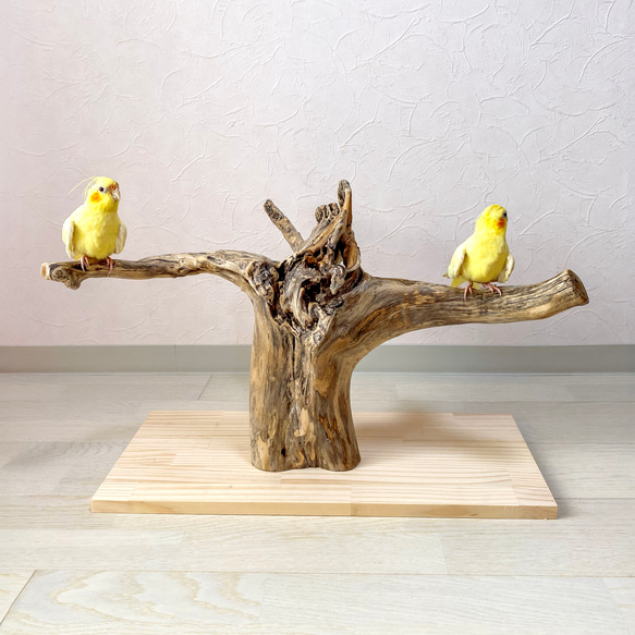 【流木の止まり木】希少 ブランチウッドの存在感ある枝ぶり　中型インコ、ヨウム、オウム 、フクロウ、大型インコにも！ 10枚目の画像