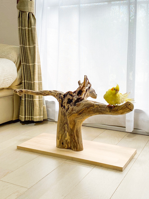 【流木の止まり木】希少 ブランチウッドの存在感ある枝ぶり　中型インコ、ヨウム、オウム 、フクロウ、大型インコにも！ 11枚目の画像