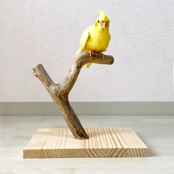 流木の止まり木】鳥 インコ 手軽で使いやすい！ コンパクトな卓上