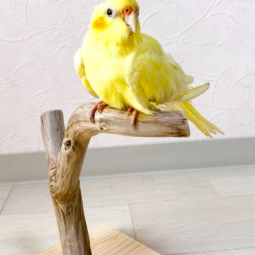 流木の止まり木】鳥 インコ 手軽で使いやすい！ コンパクトな卓上