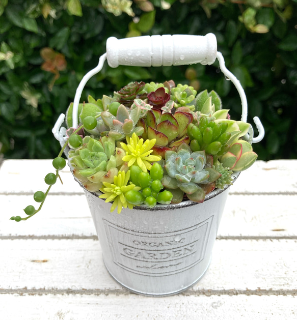 多肉植物寄植え 取手付きバケツ型ポット 多肉植物 寄せ植え ホワイト