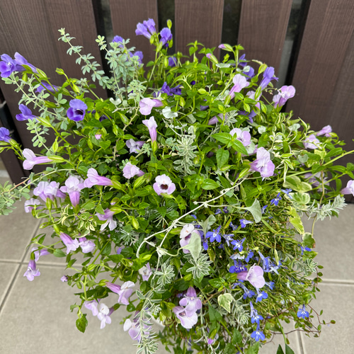 寄せ植え花□カタリーナと縦型スリット鉢のギャザリング アート 