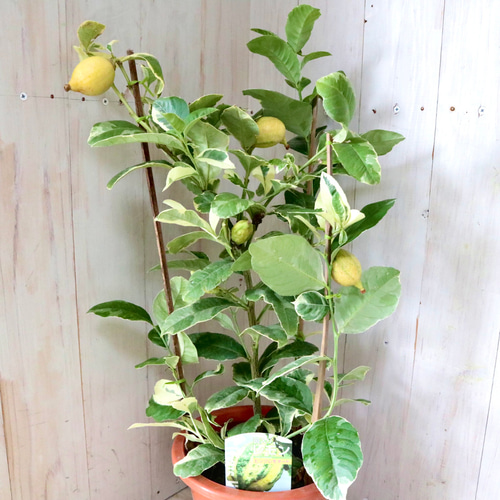 斑入りレモン　ピンクレモネード　6寸鉢ごと 苗　植物 レモン（斑入り葉）：ピンクレモネード5号ポット の通販 | 園芸