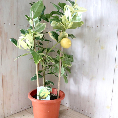 斑入りレモン　ピンクレモネード　6寸鉢ごと 苗　植物 斑入り♡レモン♡ピンクレモネード♡6寸鉢♡ アートフラワー
