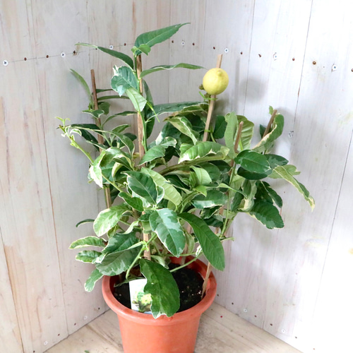 斑入りレモン　ピンクレモネード　6寸鉢ごと 苗　植物 楽天市場】斑入りレモン 『 ピンクレモネード 』 6号鉢植え