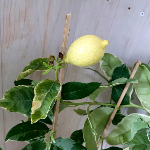 斑入りレモン　ピンクレモネード　6寸鉢ごと 苗　植物 斑入り♡レモン♡ピンクレモネード♡6寸鉢♡ アートフラワー