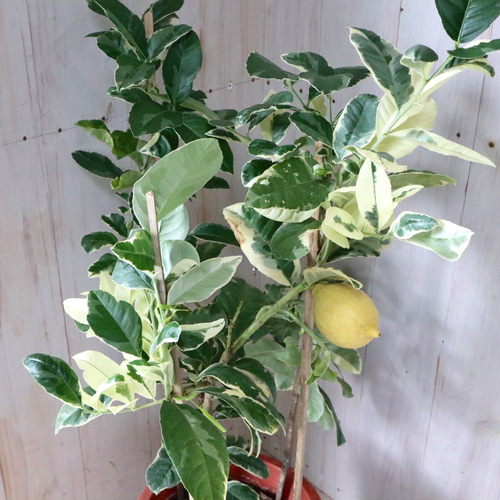 斑入りレモン　ピンクレモネード　6寸鉢ごと 苗　植物 斑入り♡レモン♡ピンクレモネード♡6寸鉢♡ アートフラワー
