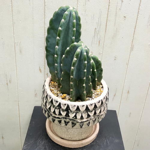 特価】柱サボテン 3株植え 人気 観葉植物 calm cafe
