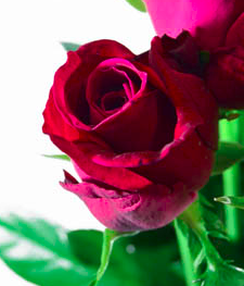 切り花品　レア薔薇 切り花品　レア薔薇