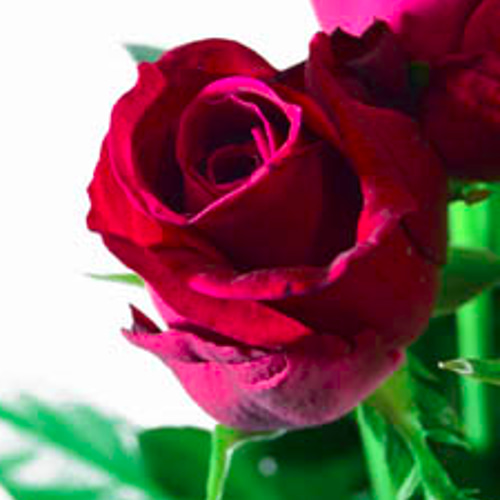 【今だけ価格！】 特大芸術写真  A2サイズ バラ 薔薇 ROSE 額付 楽天市場】【ふるさと納税】バラ 花束 大輪 ピンク 30本 (40cm