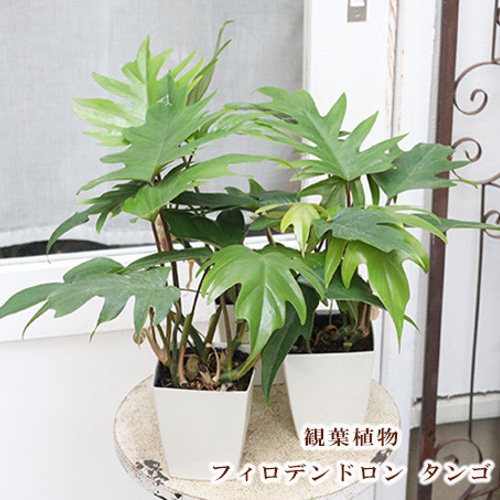 フィロデンドロンゴールデンドラゴン斑入り4枚葉