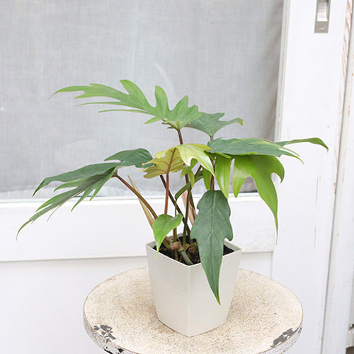 観葉植物 フィロデンドロン タンゴ 4号 鉢植え つる性 ドラゴン