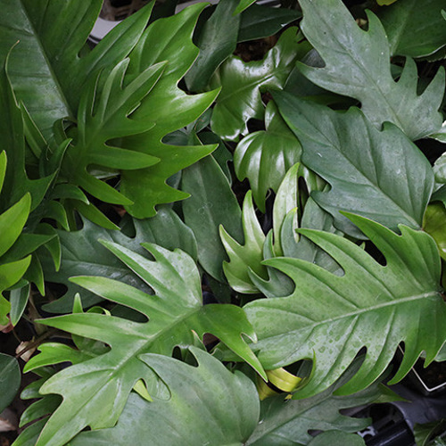 観葉植物 フィロデンドロン タンゴ 4号 鉢植え つる性 ドラゴン