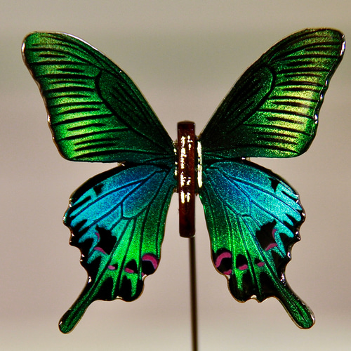 木製蝶々標本ブローチ【アロッティトリバネアゲハ】Ornithoptera 木製蝶々標本ブローチ【アロッティトリバネアゲハ】Ornithoptera