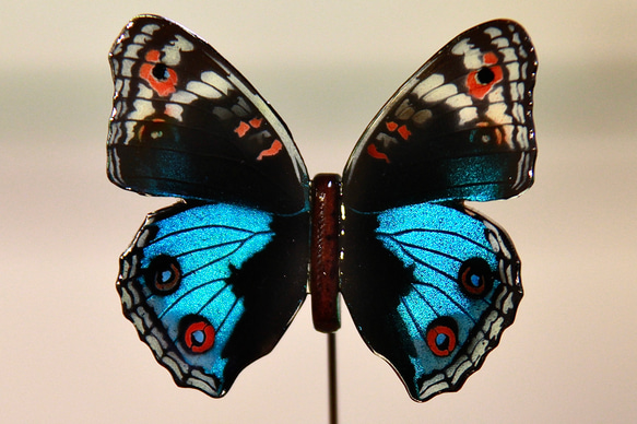 木製蝶々標本ブローチ【アオタテハモドキ】Junonia orithya ♂ 1枚目の画像